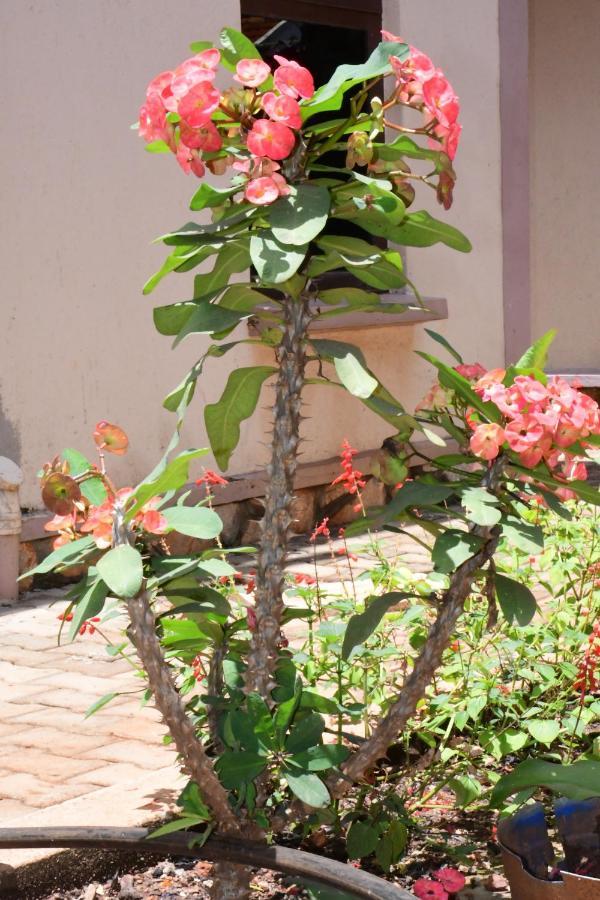 Golden Cherries Guest House Jinja Dış mekan fotoğraf